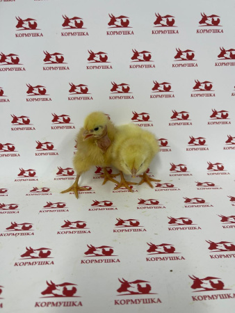 Суточный Бройлер Цветн. Голошейка (Венгрия) 1шт