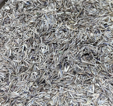 Семена Костра (20кг/меш) 1кг.