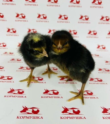 Суточный Бройлер Цветн. Харко 1шт