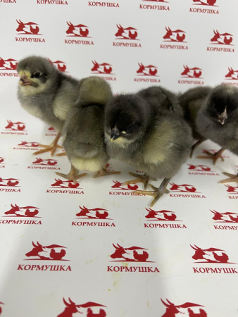 Суточная Мясо-яичная птица Доминант(107, 149, 959) (Чешское род.стадо, РФ) 1шт