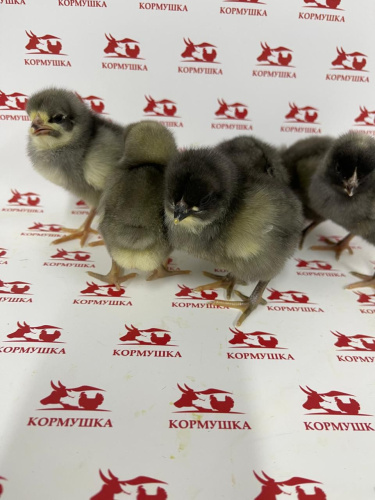 Суточная Мясо-яичная птица Доминант(107, 149, 959) (Чешское род.стадо, РФ) 1шт