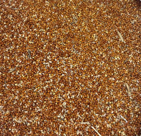 Просо красное кормовое (25 кг/м) 1кг.