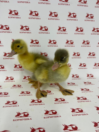 Суточная Утка Фаворит (племенная уткофабрика, РФ) 1шт