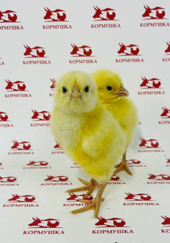 Суточный Бройлер Белый (Чехия) 1шт